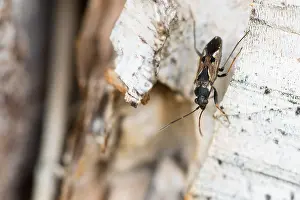 Macro Photography Europe Prints: Macro image of an insect in Germany