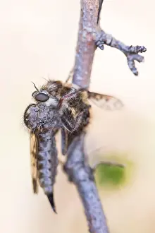 German Nature Photography Europe Prints: Macro image of an insect in Germany