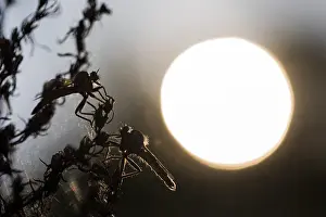 Macro Photography Europe Prints: Macro image of an insect in Germany