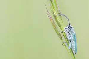 Framed Print : Macro Print of Phytoecia coerulescens Beetle Framed Print : Macro Print of Phytoecia coerulescens Beetle