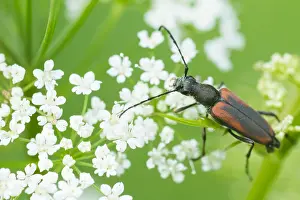 Macro Insect Images Prints: Macro image of an insect in Germany