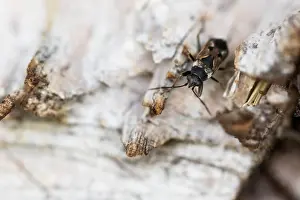 German Fauna And Flora Images Prints: Macro image of an insect in Germany