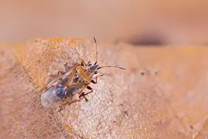 German Flora And Fauna Images Prints: Macro image of an insect in Germany