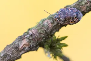Macro image of an insect in Germany