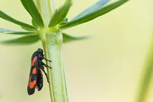 Wildlife Fauna Europe Prints: Macro image of an insect in Germany