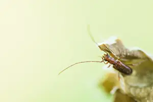 Nature Photography In Germany Prints: Macro image of an insect in Germany