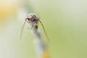 May Prints: Macro Print of Exocentrus punctipennis Beetle in Germany