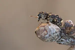 Baden Wurttemberg Nature Images Prints: Macro image of an insect in Germany