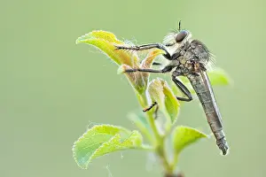 May Prints: Macro Print of Machimus rusticus, a male Schlichte Raubfliege in Germany