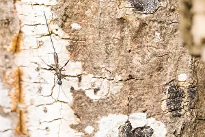 May Prints: Macro Print of Stephanus serrator Female Insect