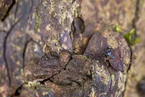 German Flora And Fauna Photos Prints: Macro image of an insect in Germany