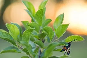 Macro Insect Images Prints: Macro image of an insect in Germany