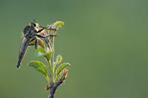 May Prints: Macro Print of Machimus rusticus Male Insect