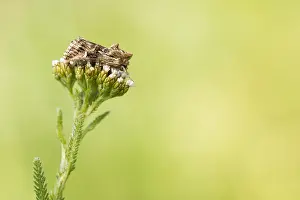 May Prints: Macro Print of Calophasia lunula Toadflax Moth Imago