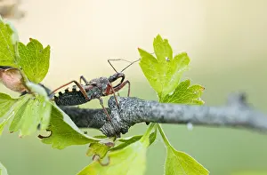 European Fauna And Flora Prints: Macro image of an insect in Germany