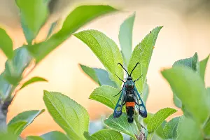 May Prints: Macro Print of Synanthedon stomoxiformis, Faulbaum-Glasflügler Imago