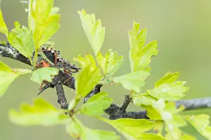 May Prints: Macro Print of Rhynocoris erythropus Insect