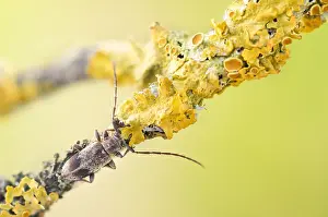 May Prints: Macro Print of Exocentrus punctipennis Beetle in Baden-Württemberg