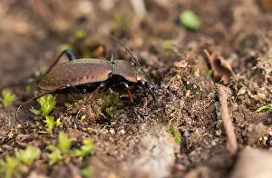 Macro Nature Photography Prints: Macro image of an insect in Germany