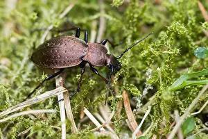 Macro Print of Carabus silvestris Female Beetle