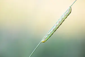 May Prints: Macro Print of Xylena exsoleta Caterpillar on Sword Grass