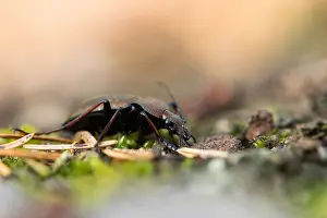 Macro Wildlife Photography Prints: Macro image of an insect in Germany