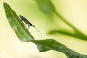 Baden Wurttemberg Nature Images Prints: Macro image of an insect in Germany
