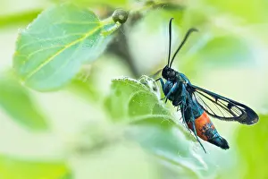 May Prints: Synanthedon stomoxiformis Print - Macro Image of a Faulbaum-Glasflügler