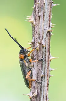 Images Dated 9th May 2020: Macro Print of Phytoecia affinis Beetle, Baden-Württemberg, Germany