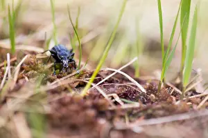 Outdoor Nature Photography Tips Prints: Macro image of an insect in Germany