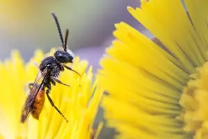 German Nature Images Prints: Macro image of an insect in Germany