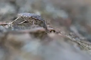 Framed Print : Macro Print of Halyomorpha halys, Brown Marmorated Stink Bug