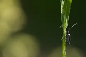 May Prints: Macro Print of Weißstreifiger Distelbock Beetle