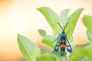May Prints: Macro Print of Synanthedon stomoxiformis Imago