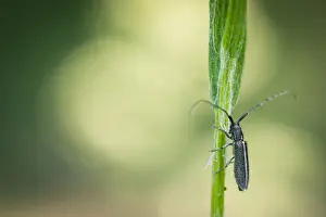 May Prints: Macro Print of Agapanthia cardui Beetle in Baden-Württemberg, Germany