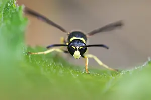 German Flora And Fauna Images Prints: Macro image of an insect in Germany