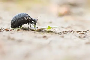 Germany Wildlife Images Prints: Macro image of an insect in Germany