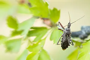 May Prints: Macro Print of Rhynocoris erythropus Insect in Germany