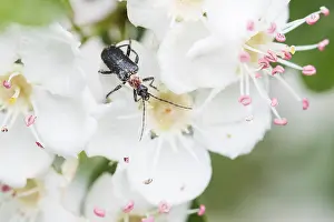 Images Dated 9th May 2020: Macro Print of Dinoptera collaris Beetle