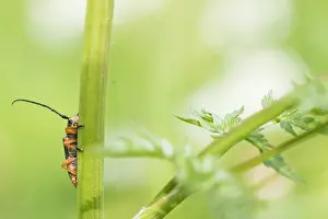 Images Dated 9th May 2020: Macro Print of Phytoecia affinis Beetle, Baden-Württemberg, Germany