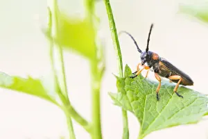 Images Dated 9th May 2020: Macro Print of Phytoecia affinis Beetle, Baden-Württemberg, Germany