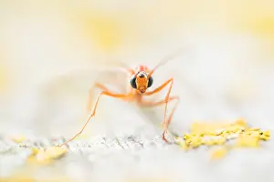 Macro Nature Photography Prints: Macro image of an insect in Germany