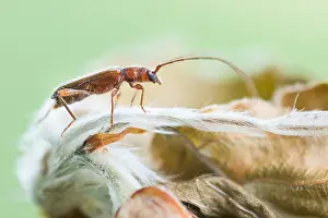 European Flora And Fauna Prints: Macro image of an insect in Germany