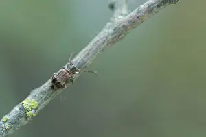 Baden Wurttemberg Nature Images Prints: Macro image of an insect in Germany