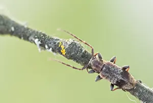 May Prints: Macro Print of Exocentrus punctipennis Beetle