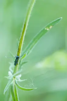 Macro Photography Europe Prints: Macro image of an insect in Germany