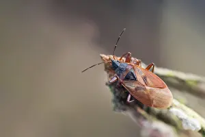 European Flora And Fauna Prints: Macro image of an insect in Germany