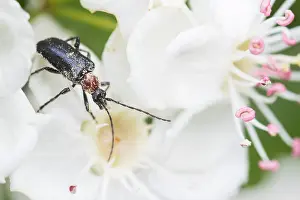 Images Dated 9th May 2020: Macro Print of Dinoptera collaris (Blauschwarzer Kugelhalsbock) Imago