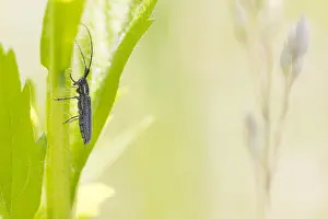 May Prints: Macro Print of Weißstreifiger Distelbock Beetle