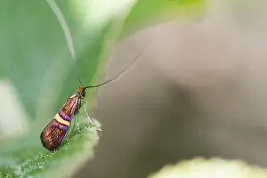 Macro Insect Images Prints: Macro image of an insect in Germany